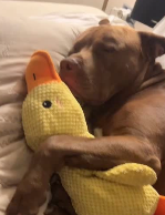 Giocattolo per Cani “Quack-Quack” – Papera Sonora in Tessuto Ultra-Resistente