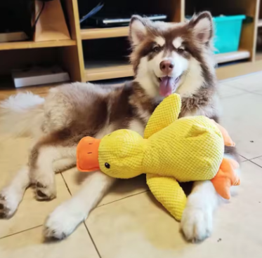 Giocattolo per Cani “Quack-Quack” – Papera Sonora in Tessuto Ultra-Resistente